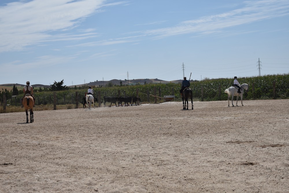 Jornadas de Equitación de Trabajo en Falces